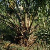 Do not despoil NE region with oil palm expansion, says Assam MP