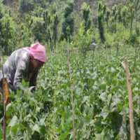 Encourage natural farming to tap organic market: PM