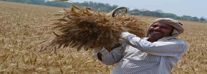 Cabinet nod for making PM crop insurance scheme voluntary Cabinet nod for making PM crop insurance scheme voluntary