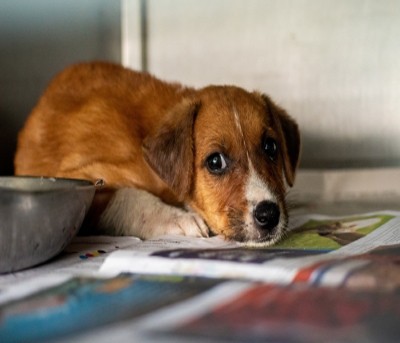 Delhi: Angry over dog's barking, man assaults pet, its owner & 2 others Delhi: Angry over dog's barking, man assaults pet, its owner & 2 others
