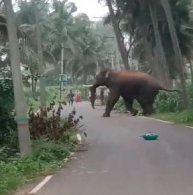Elephant menace haunts K'taka dist, people slam forest officials Elephant menace haunts K'taka dist, people slam forest officials