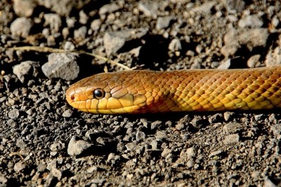 40 venomous snakes found in abandoned house in Bihar 40 venomous snakes found in abandoned house in Bihar