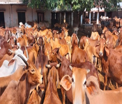 Four cattle smugglers held, 29 cows rescued in Gurugram Four cattle smugglers held, 29 cows rescued in Gurugram