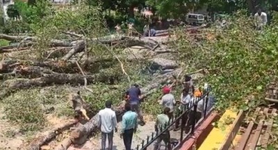 Student killed, 14 injured as tree falls on them in Chandigarh school Student killed, 14 injured as tree falls on them in Chandigarh school