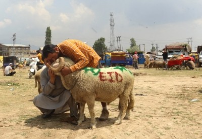 Sacrificial animals most sought after on Eid eve in Kashmir Sacrificial animals most sought after on Eid eve in Kashmir