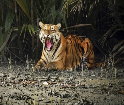 MPTF to hold three-day online quiz to mark International Tiger Day MPTF to hold three-day online quiz to mark International Tiger Day