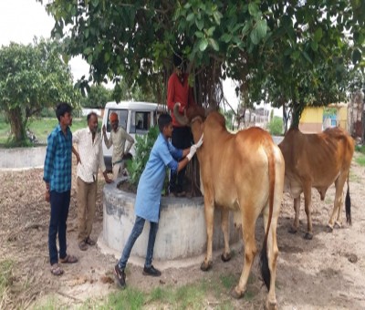 'Adequate stock of vaccine to address lumpy virus in Gujarat' 'Adequate stock of vaccine to address lumpy virus in Gujarat'