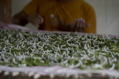 Can silk replace microplastics? Can silk replace microplastics?