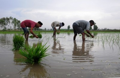 Kharif 2022: Rice, oil seeds sowing less, pulses, coarse cereals more over 2021