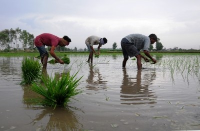 Kharif 2022: Rice, oil seeds sowing less, pulses, coarse cereals more over 2021 Kharif 2022: Rice, oil seeds sowing less, pulses, coarse cereals more over 2021