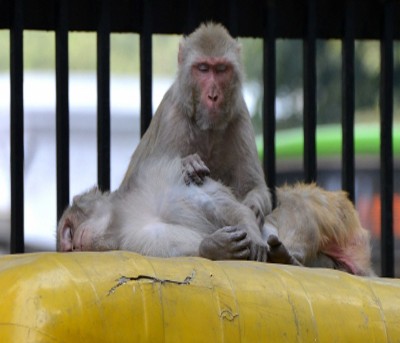 Monkeys kept captive for weeks rescued by AP Forest Department after PETA India prompt