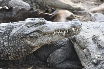 Crocodile rescued from UP's Firozabad Crocodile rescued from UP's Firozabad