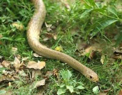 Snake curls around Class 4 student's leg in Kerala school