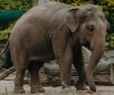 39-year-old elephant rescued and treated in UP 39-year-old elephant rescued and treated in UP