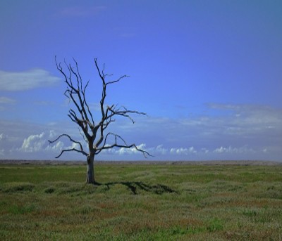 Tamil Nadu sets up District Climate Change Missions