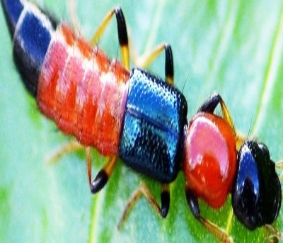 Nairobi fly a serious health threat in Bihar's Seemanchal region Nairobi fly a serious health threat in Bihar's Seemanchal region