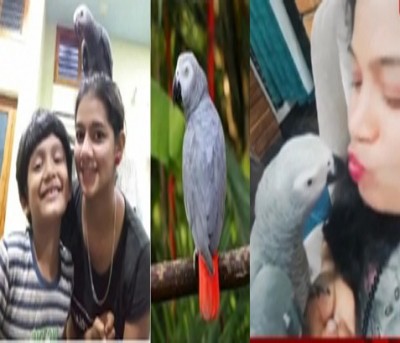 K'taka family announces reward of Rs 50K for finding missing parrot