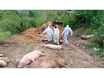 African swine flu: 190 pigs culled so far in Kerala's Wayanad