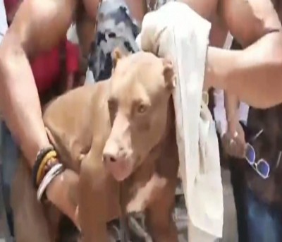 Lucknow civic body to seize dog after owner fails to present licence Lucknow civic body to seize dog after owner fails to present licence
