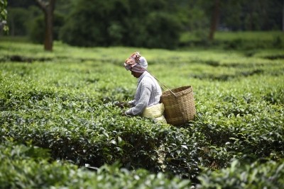 Acute fund crunch forces TN tea plantation corporation to halve cultivation Acute fund crunch forces TN tea plantation corporation to halve cultivation