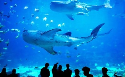 50K wild species meet needs of billions worldwide: Report 50K wild species meet needs of billions worldwide: Report