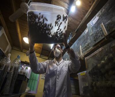 Study shows flies, cockroaches not likely to spread Covid Study shows flies, cockroaches not likely to spread Covid