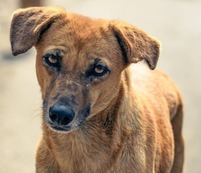 PETA calls for ban on dogs being bred for fighting PETA calls for ban on dogs being bred for fighting