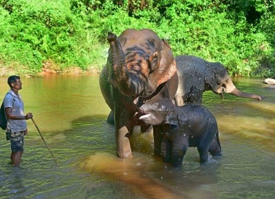 Aadhaar compulsory for getting compensation in human-elephant conflict cases Aadhaar compulsory for getting compensation in human-elephant conflict cases