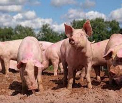 African swine flu: Culling of pigs commences in Kerala's Wayanad African swine flu: Culling of pigs commences in Kerala's Wayanad