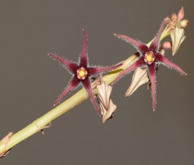 Presumed extinct plant species rediscovered after 188 years in Himachal Presumed extinct plant species rediscovered after 188 years in Himachal