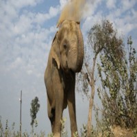 Man-animal conflict in Kerala takes 10th life as elephant tramples farmer