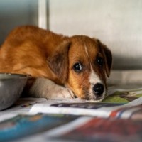 Delhi: Angry over dog's barking, man assaults pet, its owner & 2 others