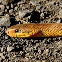 40 venomous snakes found in abandoned house in Bihar
