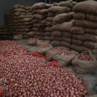Punjab to set up centre of excellence for onion with Dutch assistance