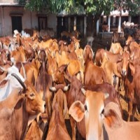 Four cattle smugglers held, 29 cows rescued in Gurugram