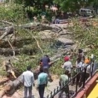 Student killed, 14 injured as tree falls on them in Chandigarh school