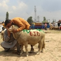 Sacrificial animals most sought after on Eid eve in Kashmir