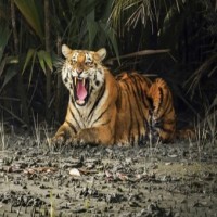MPTF to hold three-day online quiz to mark International Tiger Day