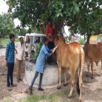 'Adequate stock of vaccine to address lumpy virus in Gujarat'