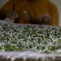 Can silk replace microplastics?