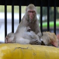 Lucknow to have 4 'vanar van' to check monkey menace