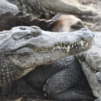 Crocodile rescued from UP's Firozabad