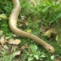 Snake curls around Class 4 student's leg in Kerala school