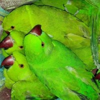 TN Forest Department rescues illegally held parakeets following PETA India complaint