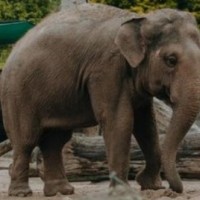 Wild elephant tramples Kerala woman to death