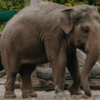 39-year-old elephant rescued and treated in UP
