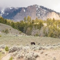2nd tourist gored by bull bison in a week at Yellowstone National Park