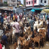 Assam bans illegal animal slaughtering on Eid