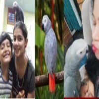 K'taka family announces reward of Rs 50K for finding missing parrot