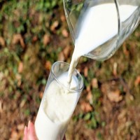 Delhi HC dismisses plea for clean milk supply as 'fundamental right'